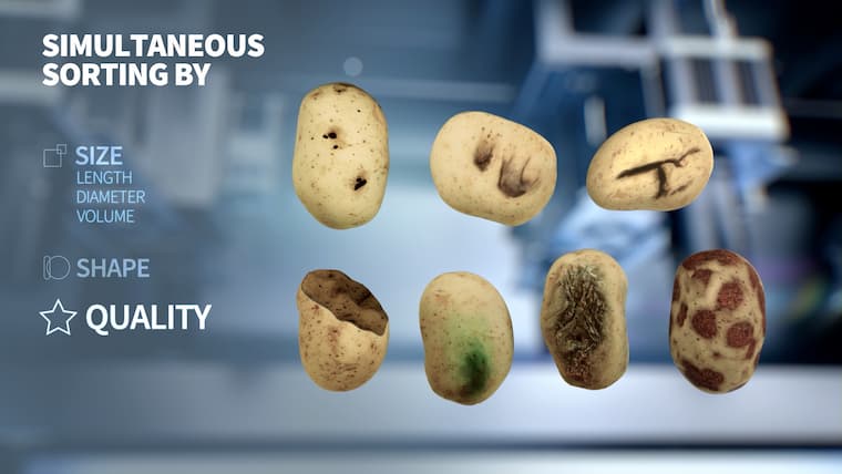 3D rendering of potatoes to explain Newtech's new sorting machine